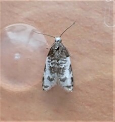 Prothelymna niphostrota