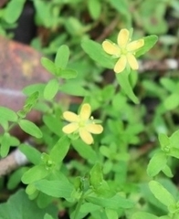 Hypericum parvulum