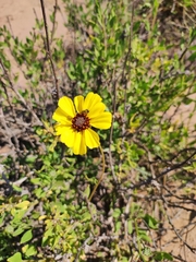 Encelia canescens