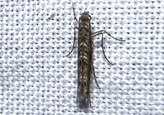 Neurobathra strigifinitella