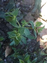 Euphorbia