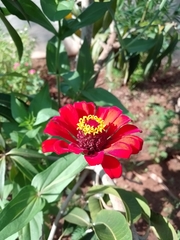 Zinnia elegans