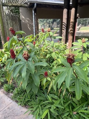 Costaceae