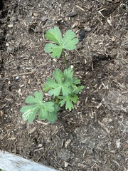 Callirhoe involucrata