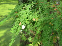 Taxodiomyia cupressiananassa