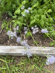 Conoclinium dissectum