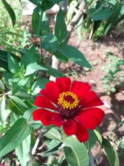 Zinnia elegans