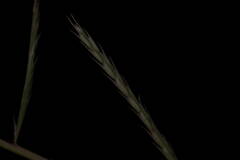 Dinebra retroflexa retroflexa