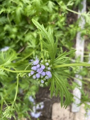 Conoclinium dissectum