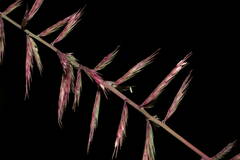 Dinebra retroflexa retroflexa