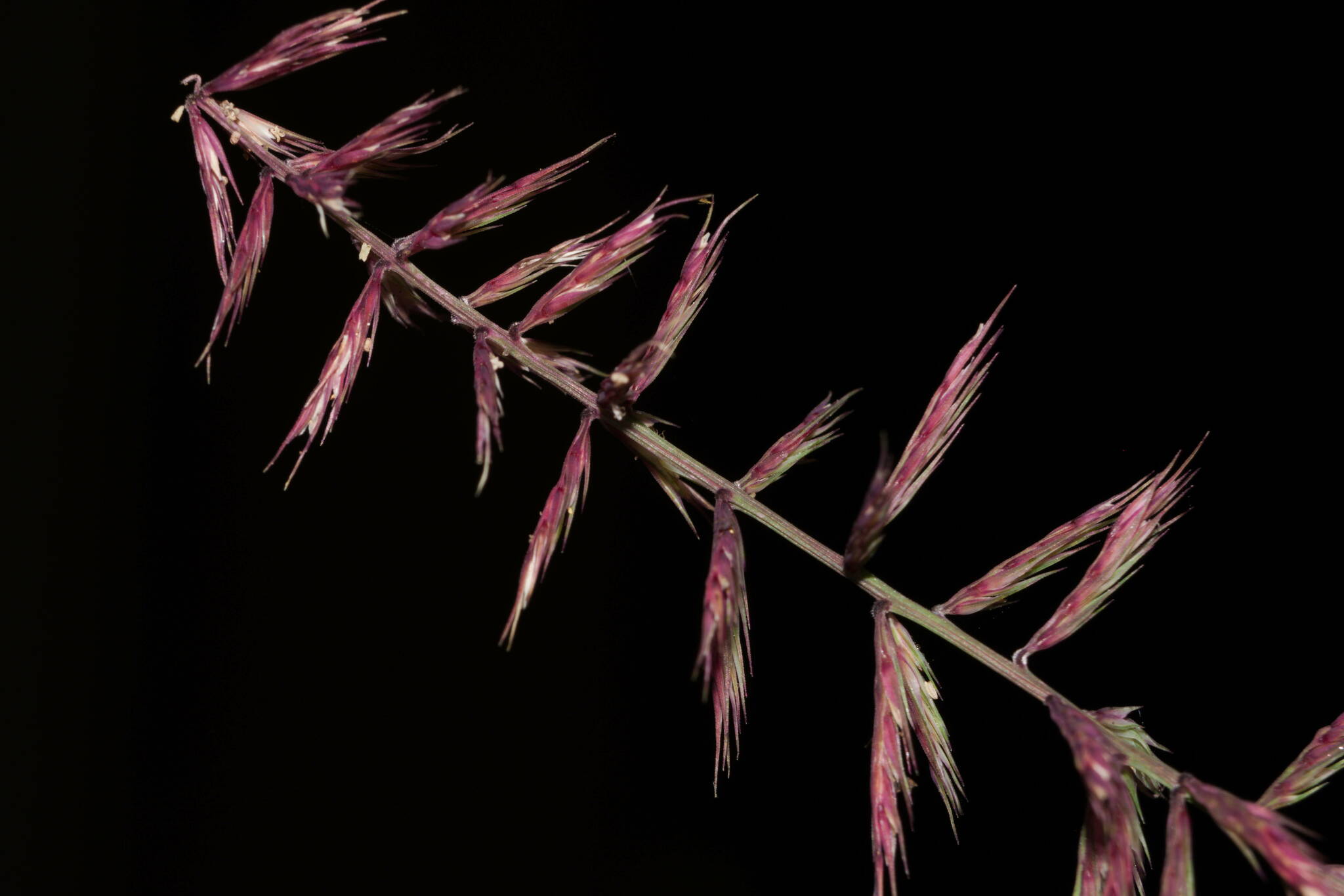 Dinebra retroflexa var. retroflexa