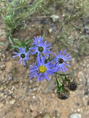 Eurybia spectabilis