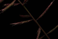 Dinebra retroflexa retroflexa