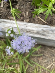 Conoclinium dissectum