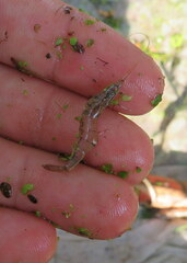 Palaemon kadiakensis