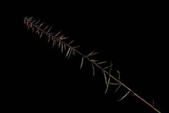 Dinebra retroflexa retroflexa