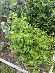 Conoclinium dissectum