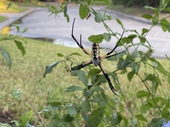 Argiope aurantia