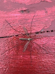Tipula
