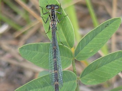 Coenagrionidae