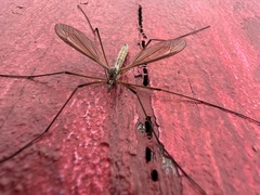 Tipula