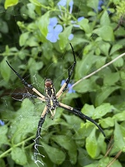Argiope aurantia