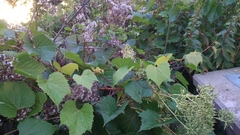 Arnoglossum reniforme