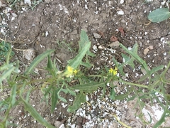 Sisymbrium orientale