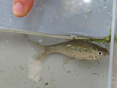 Notemigonus crysoleucas