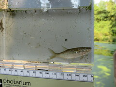 Notemigonus crysoleucas