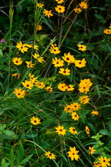 Coreopsis leavenworthii