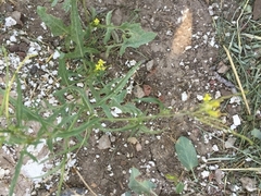 Sisymbrium orientale