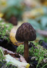 Pluteus umbrosus
