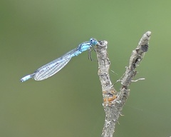 Coenagrionidae