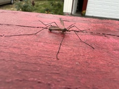 Tipula
