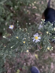 Symphyotrichum