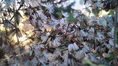 Arnoglossum reniforme