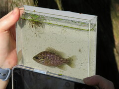 Lepomis gulosus