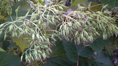 Arnoglossum reniforme