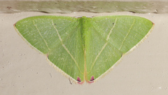 Urolitha bipunctifera