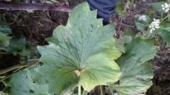 Arnoglossum reniforme