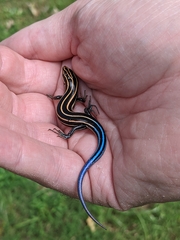 Plestiodon