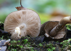 Pluteus umbrosus