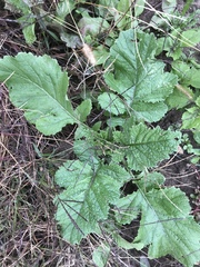 Rhamphospermum nigrum