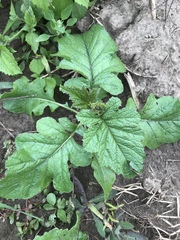 Rhamphospermum nigrum