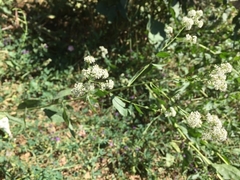 Lepidium latifolium