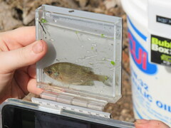 Centrarchus macropterus