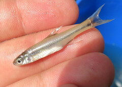 Notropis maculatus