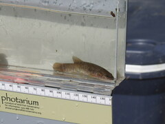 Umbra limi