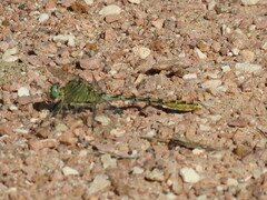Ophiogomphus severus